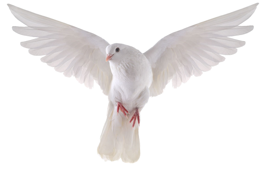 Download PNG image - Peace White Pigeon PNG Transparent Image 