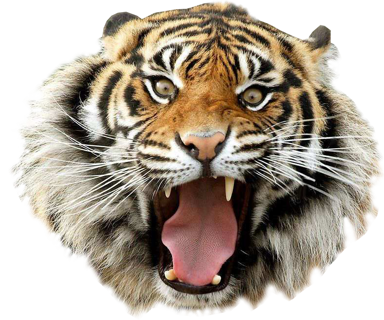 Download PNG image - Picsart Tiger PNG File 