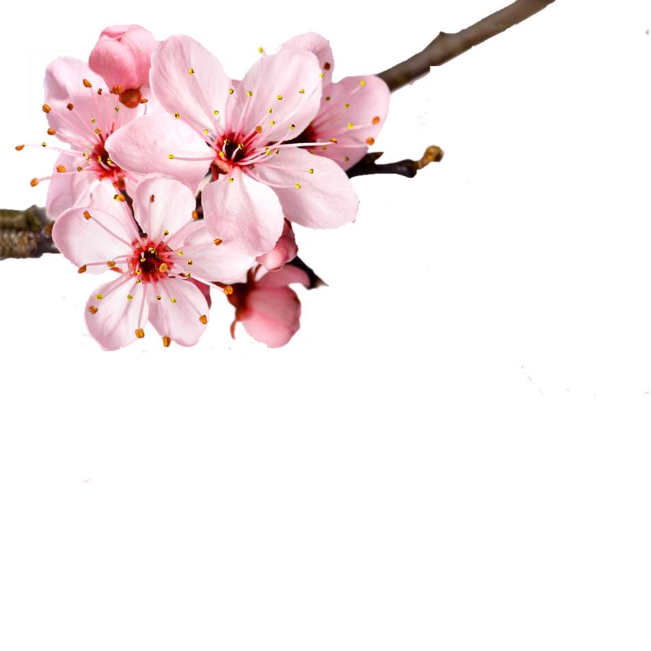 Download PNG image - Pink Spring Blossom PNG Transparent Image 