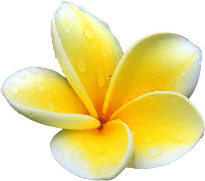Download PNG image - Plumeria PNG Picture 