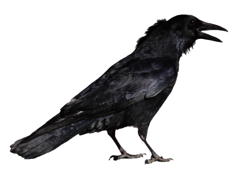 Download PNG image - Raven PNG Transparent Image 