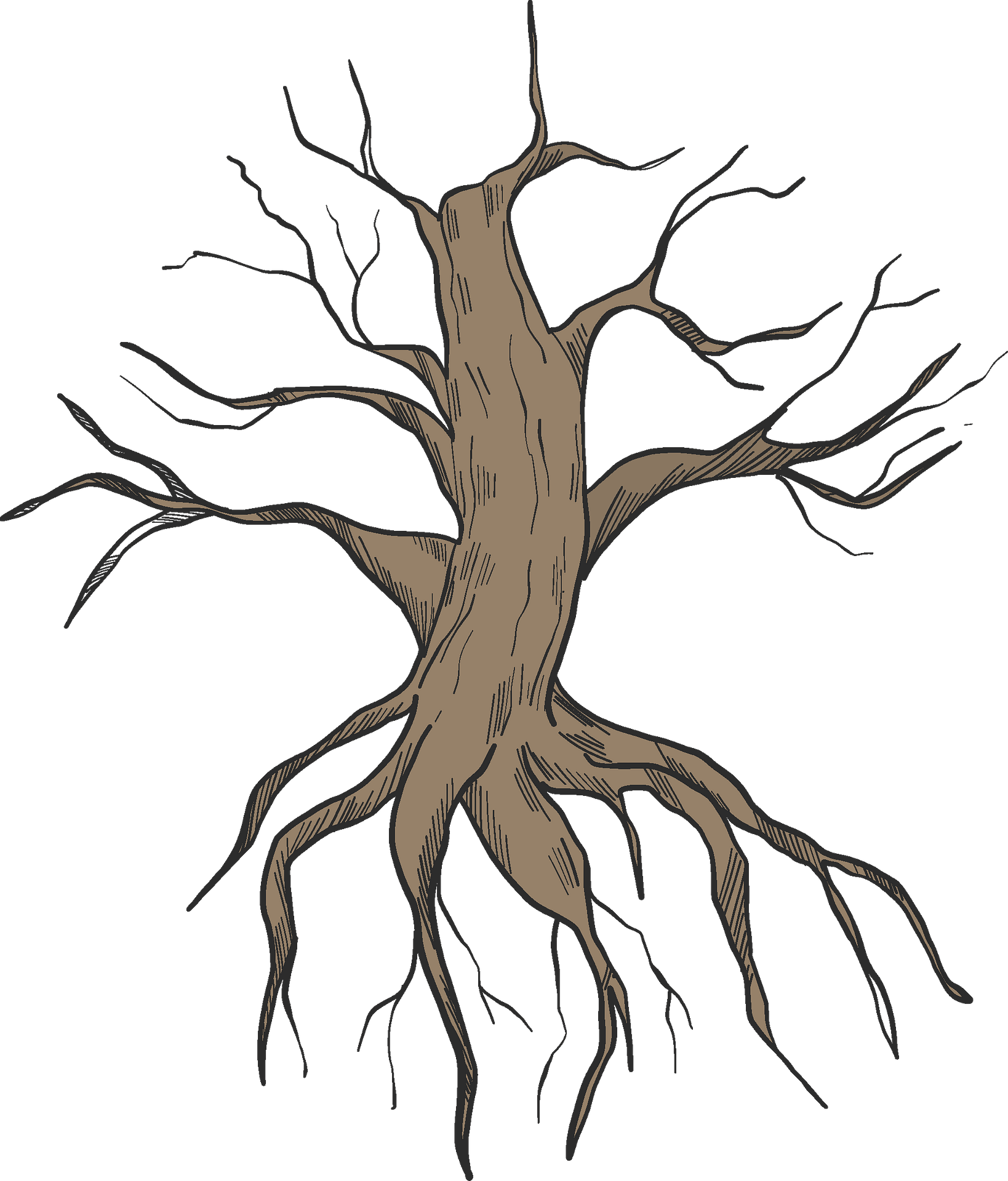 Download PNG image - Root PNG Isolated Photo 