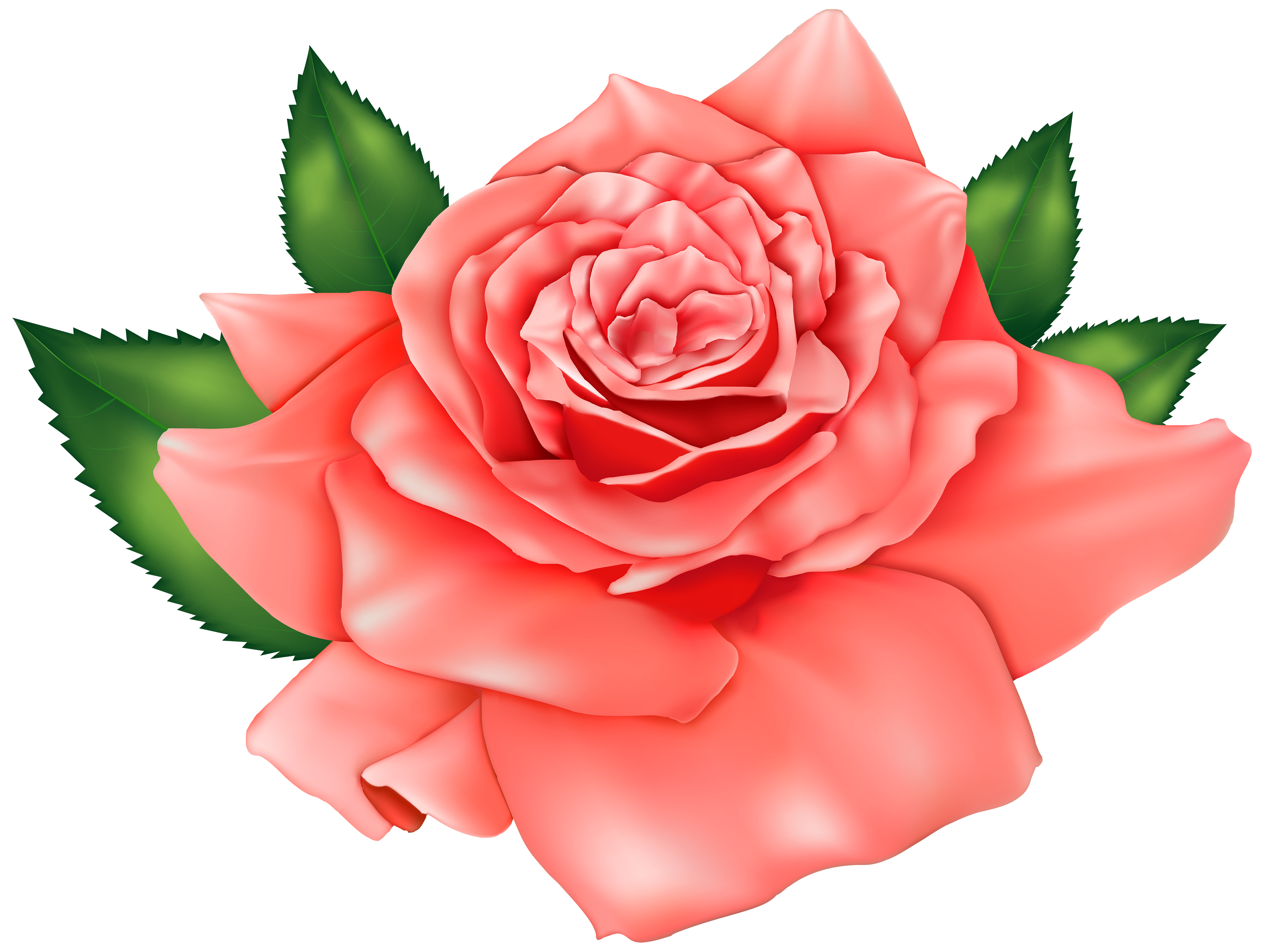 Rose Flower Transparent Background