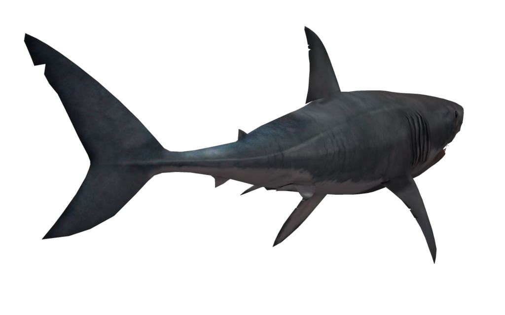 Download PNG image - Whale Real Shark PNG HD 