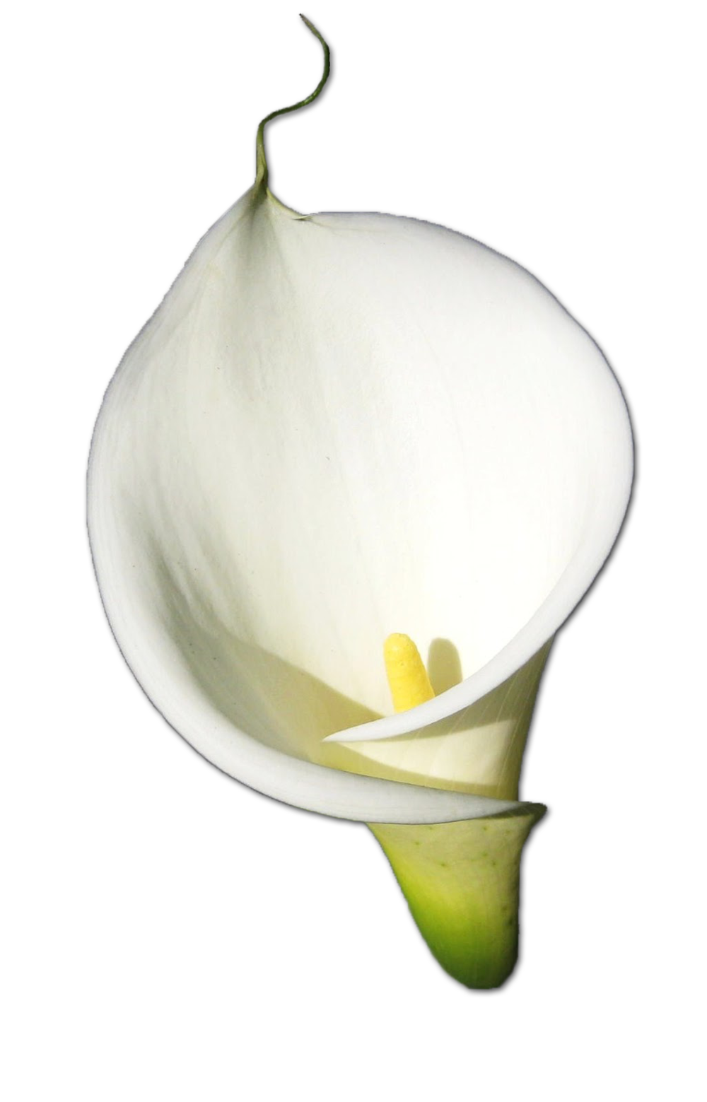 Download PNG image - Blossom Calla Lily PNG File 