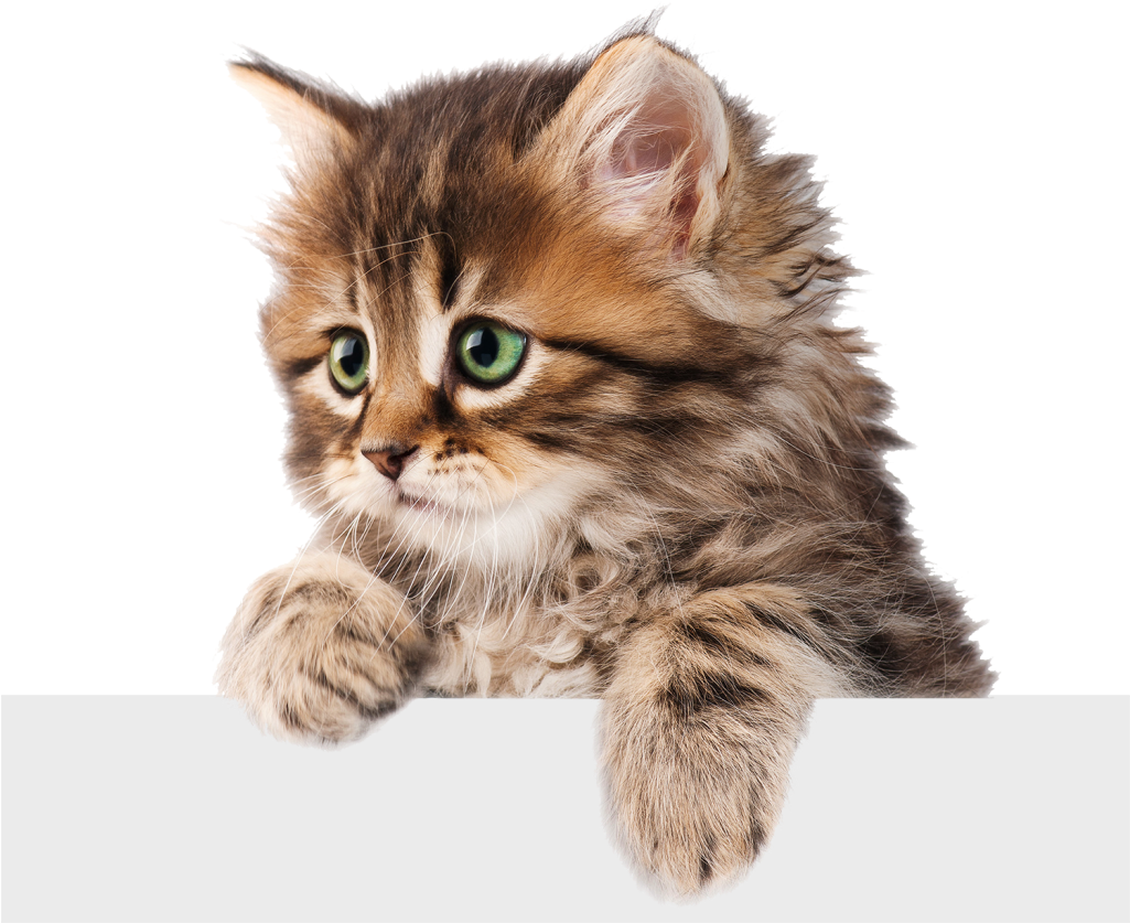Download PNG image - Domestic Kitten PNG Pic 