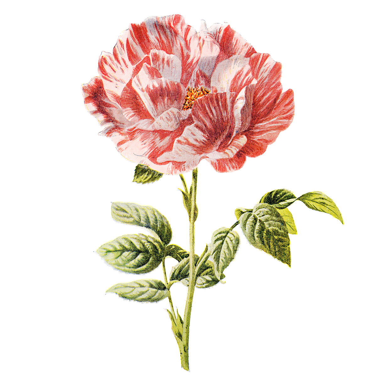 Download PNG image - Flower Artwork Transparent Images PNG 