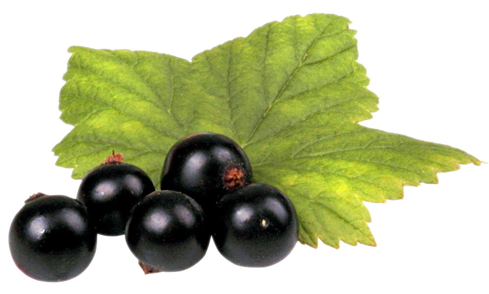 Download PNG image - Fresh Organic Black Currant Berries Transparent PNG 