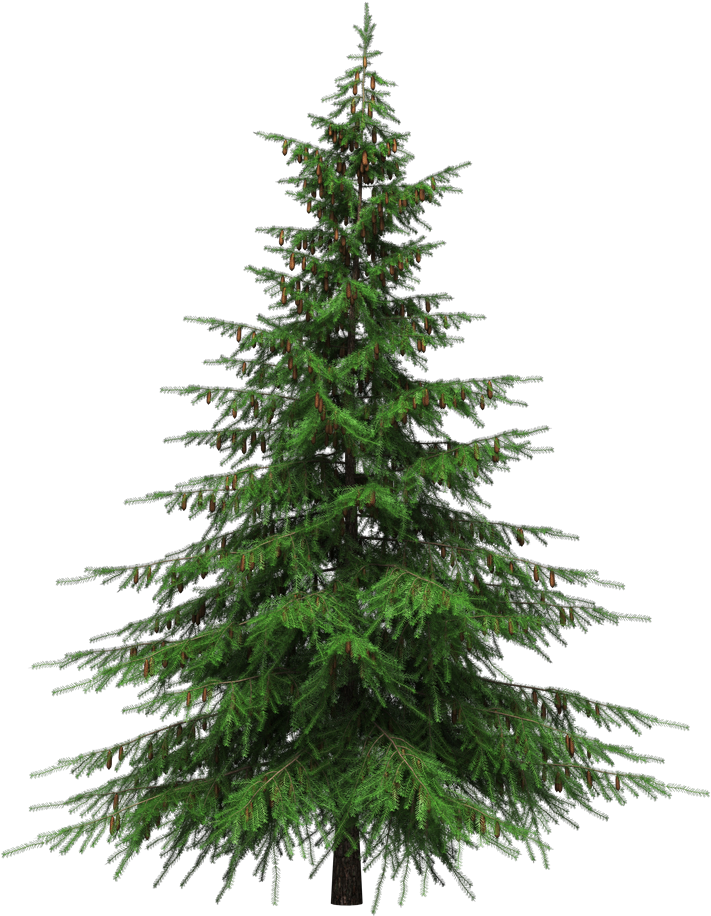Download PNG image - Green Christmas Fir-Tree Transparent PNG 