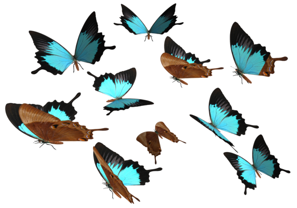 Download PNG image - Peacock Royal Butterfly PNG 