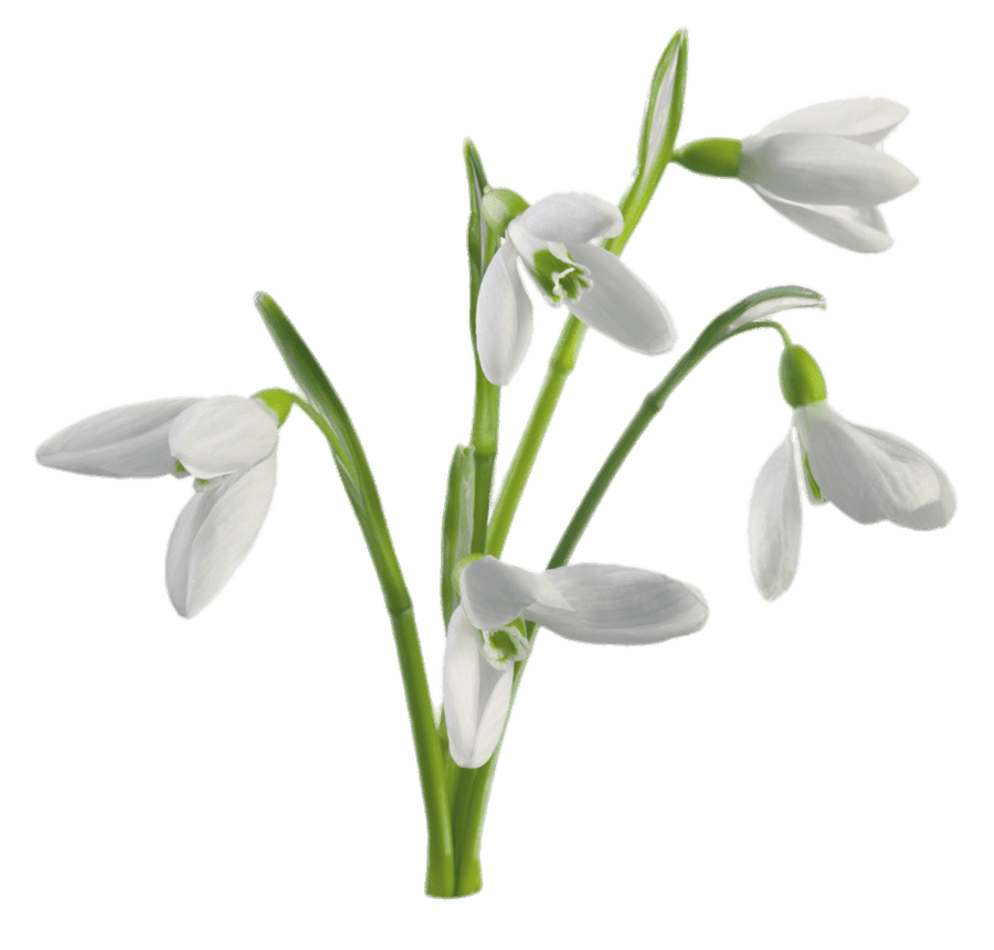 Download PNG image - Snowdrop PNG File 