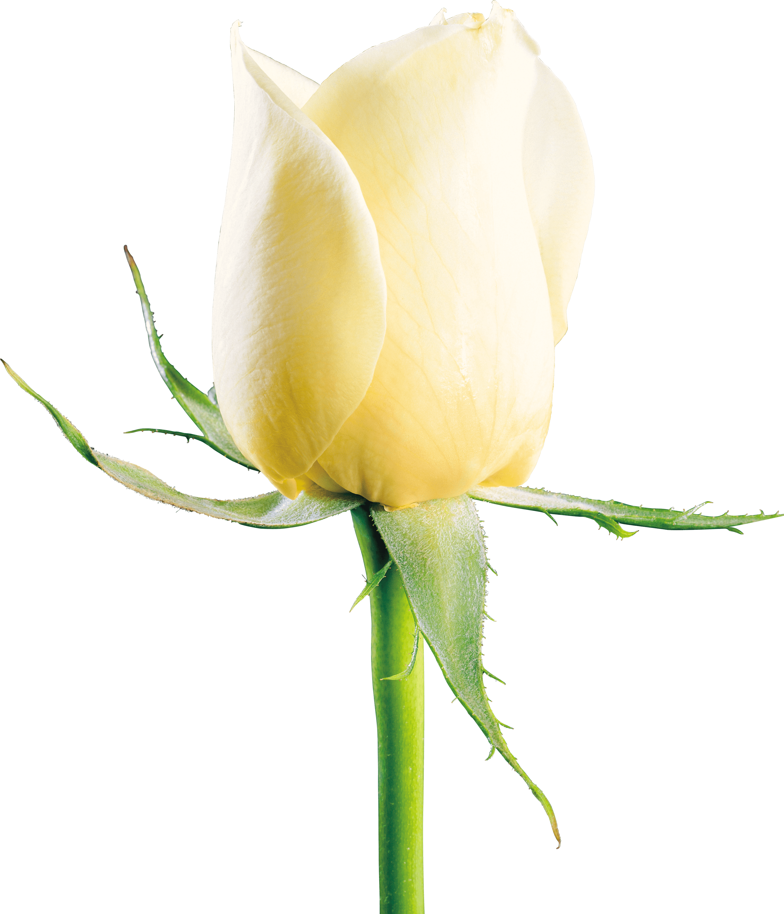 White Rose PNG Image Free Download