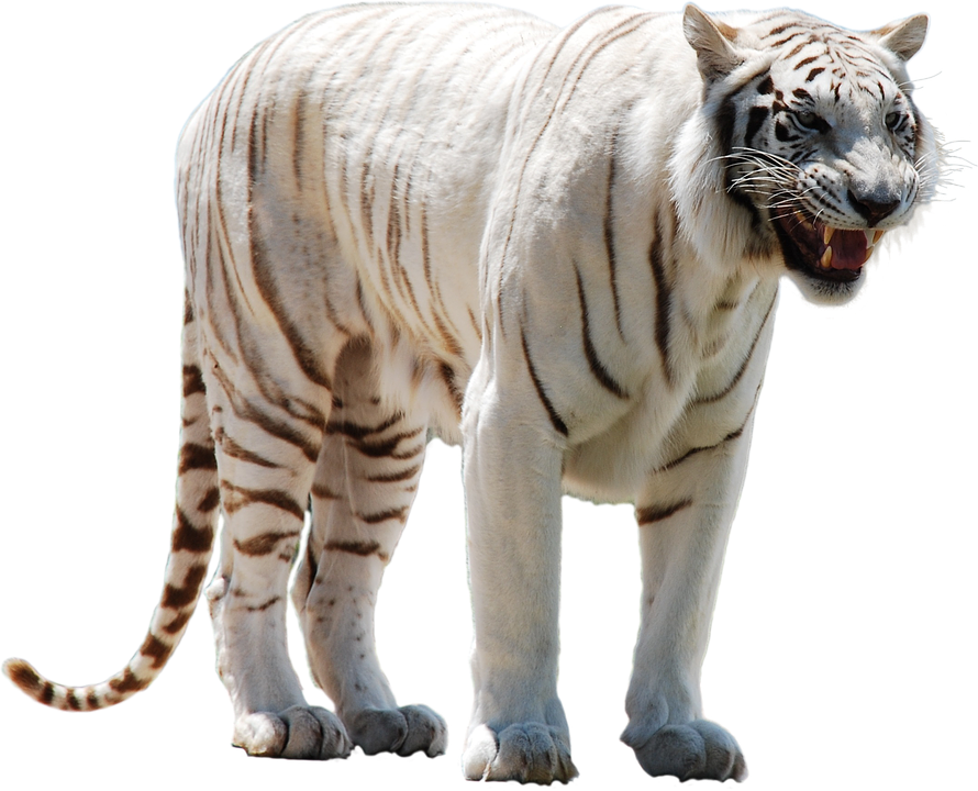 Download PNG image - White Tiger 