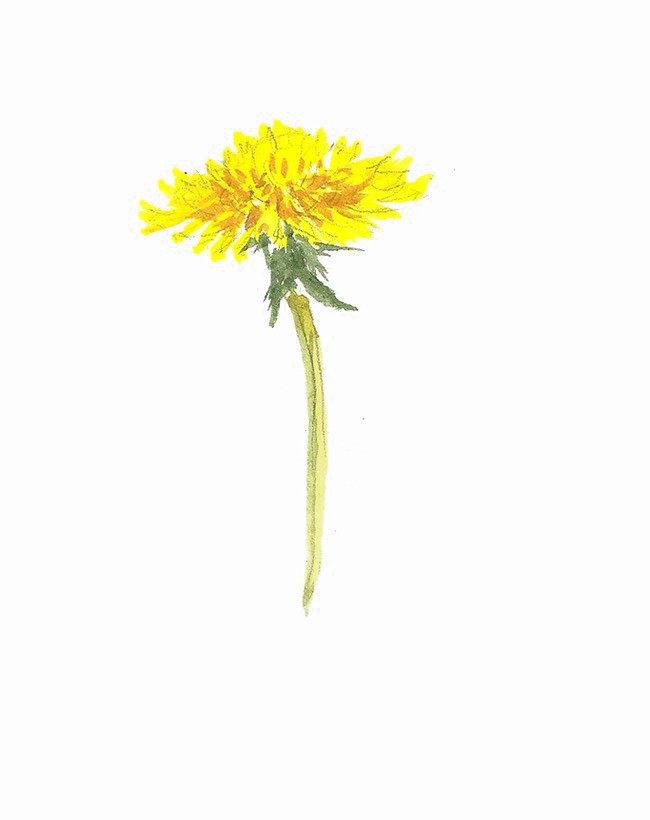 Download PNG image - Yellow Dandelion PNG Photos 