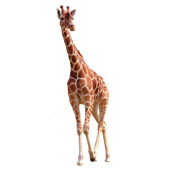 African Giraffe PNG Clipart