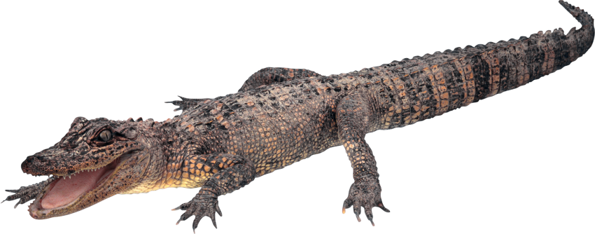 Download PNG image - Alligator PNG Picture 