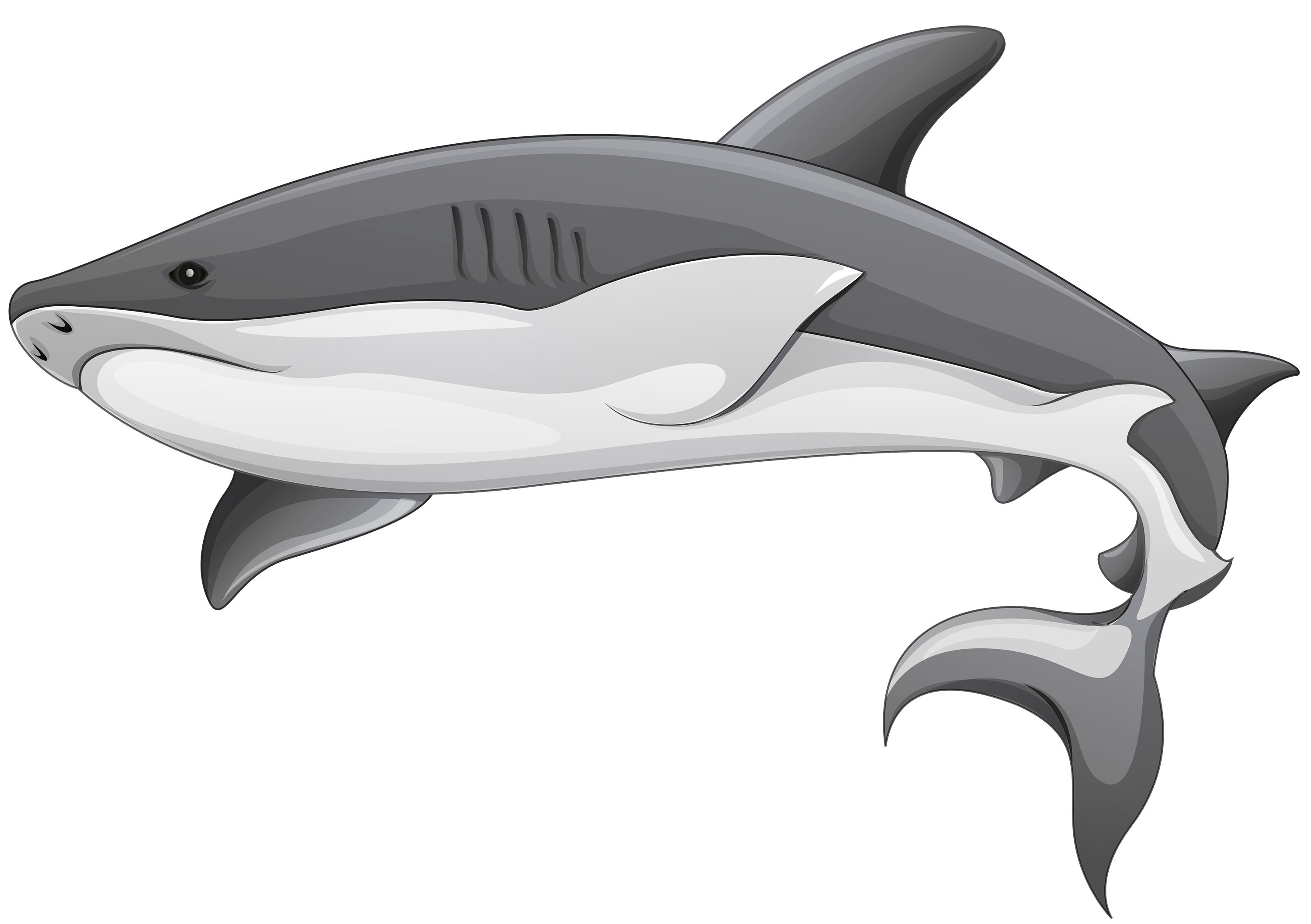Download PNG image - Aquatic Real Shark PNG Clipart 