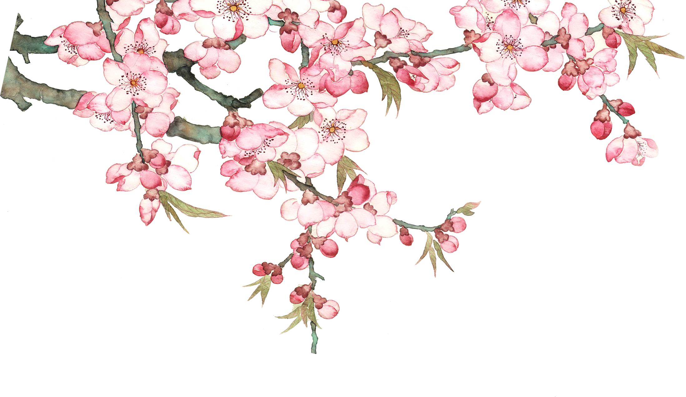 Download PNG image - Blossom Flower Watercolor PNG 