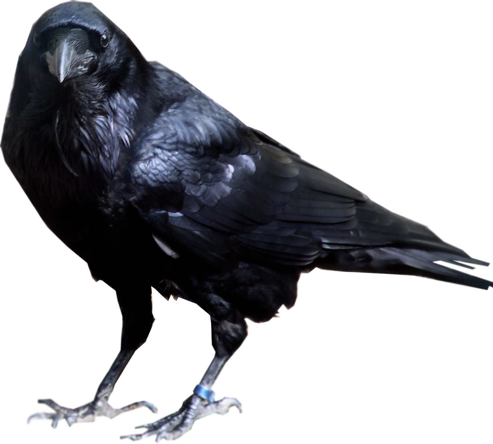 Download PNG image - Raven Bird Transparent Background 