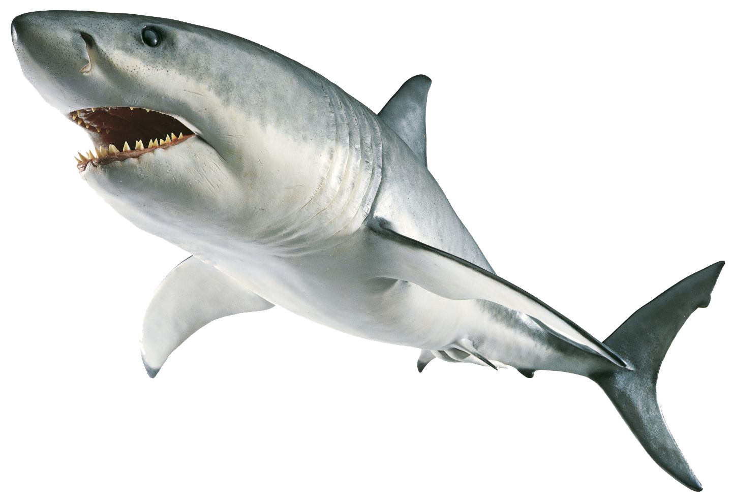 Download PNG image - Shark PNG Image 