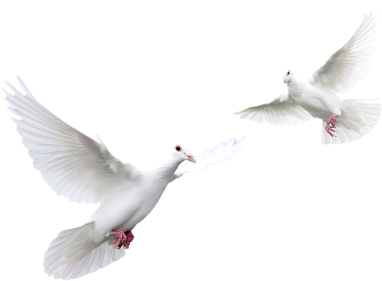 Download PNG image - White Pigeon Transparent Background 