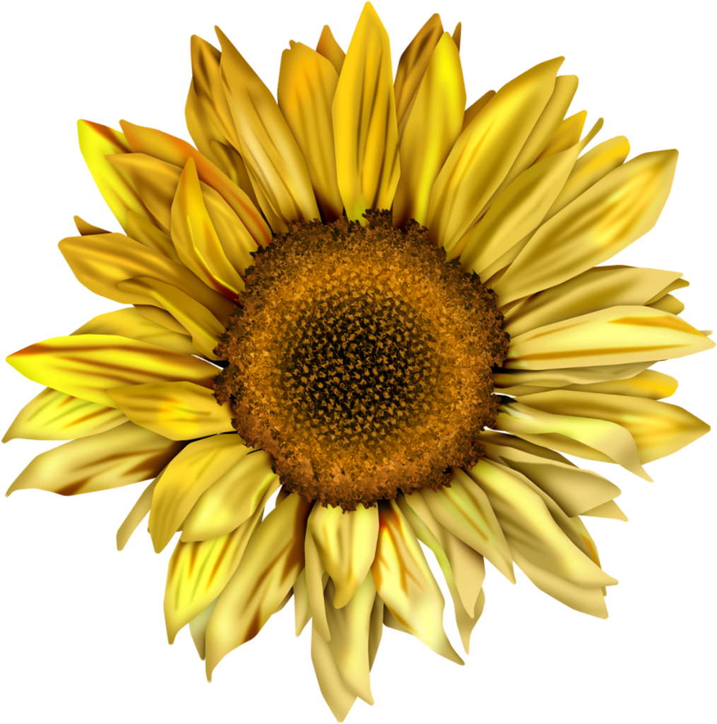 Download PNG image - Aesthetic Sunflower PNG File 