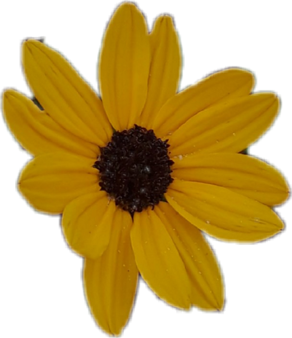 Download PNG image - Aesthetic Sunflower PNG Photo 