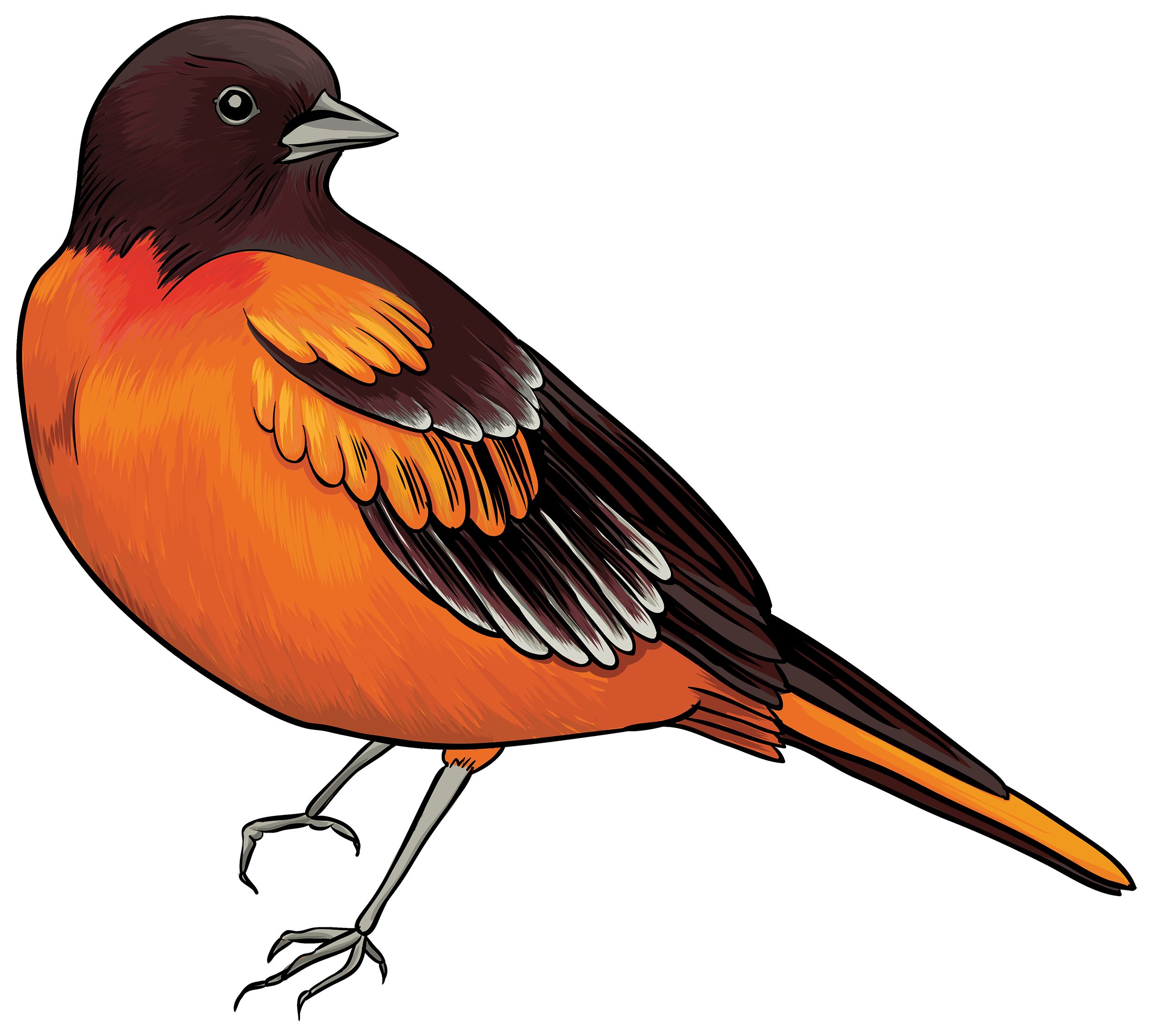 Download PNG image - African Bird Transparent PNG 