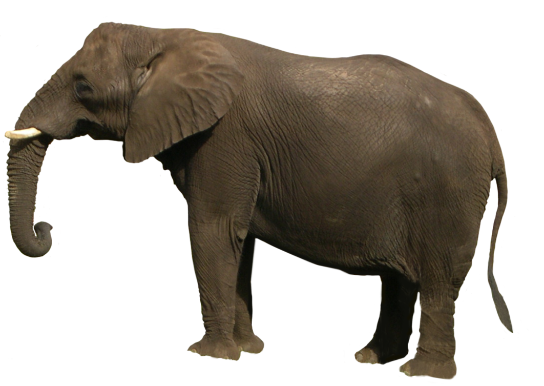 Download PNG image - African Elephant PNG Clipart 