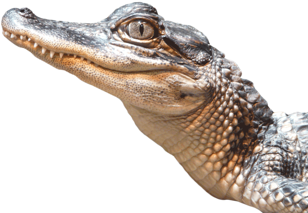 Download PNG image - Alligator PNG Isolated Photos 