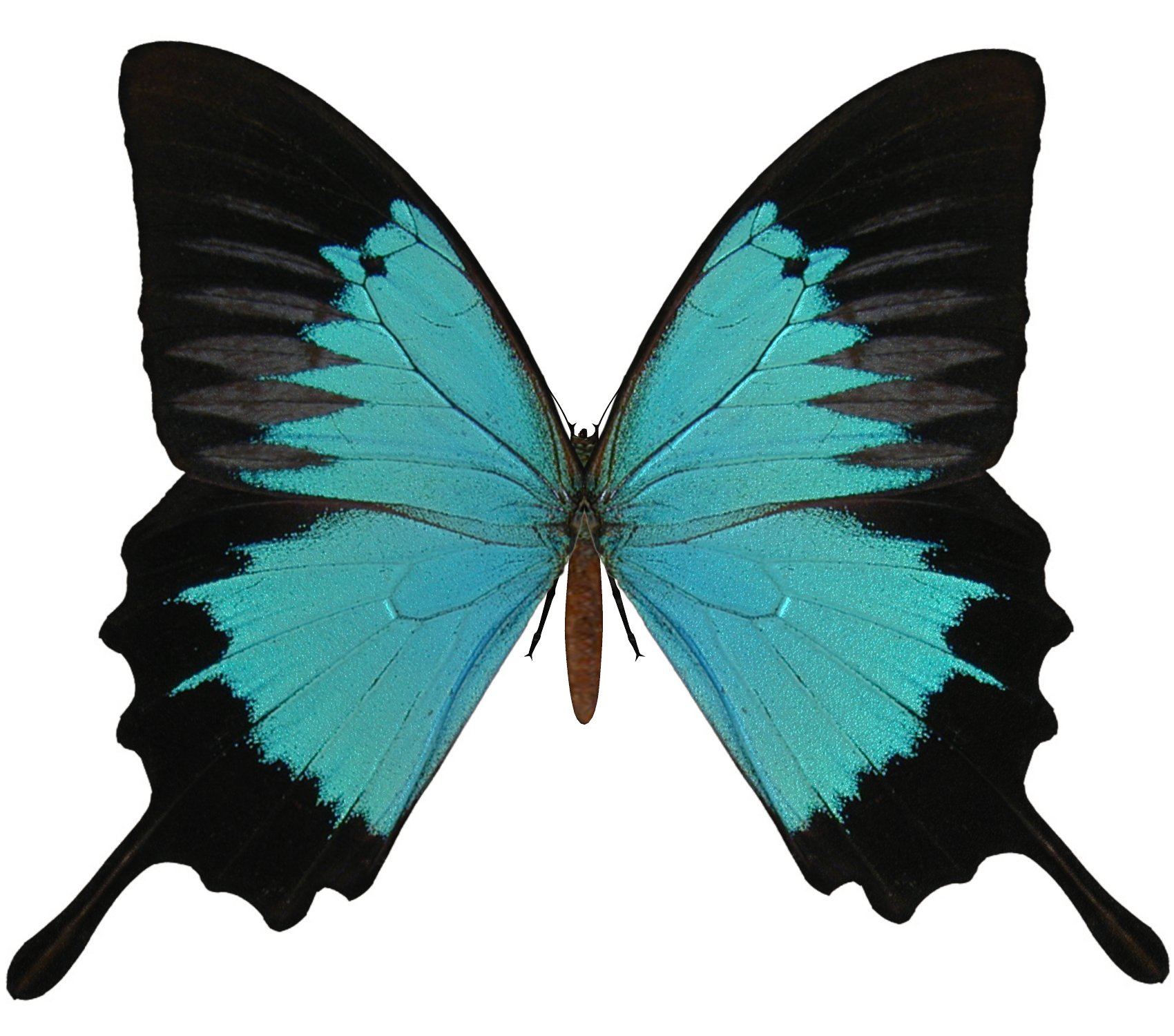 Download PNG image - Black And Cyan Butterfly PNG 