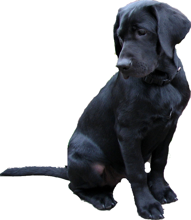 Download PNG image - Black Labrador Dog PNG 