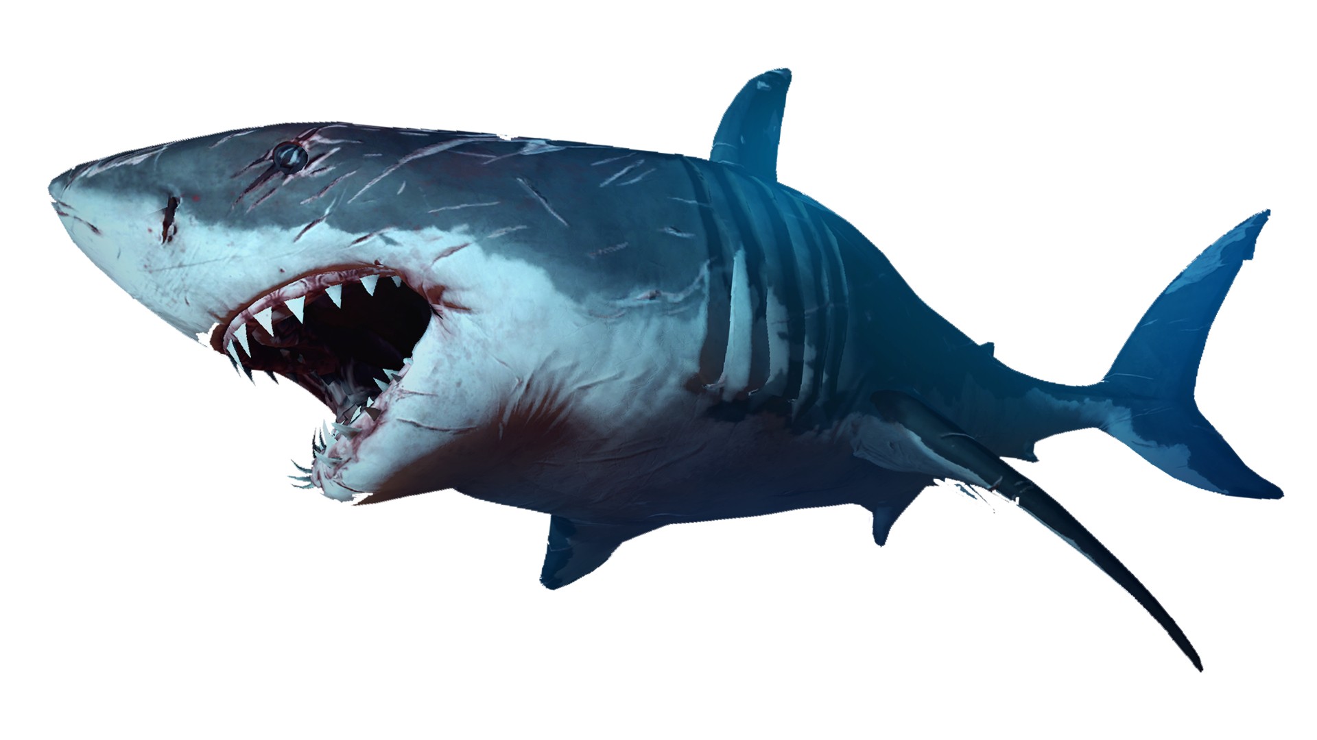 Download PNG image - Blue Nemo Shark Transparent PNG 