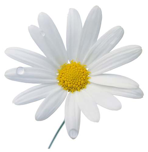 Download PNG image - Camomile PNG Photos 