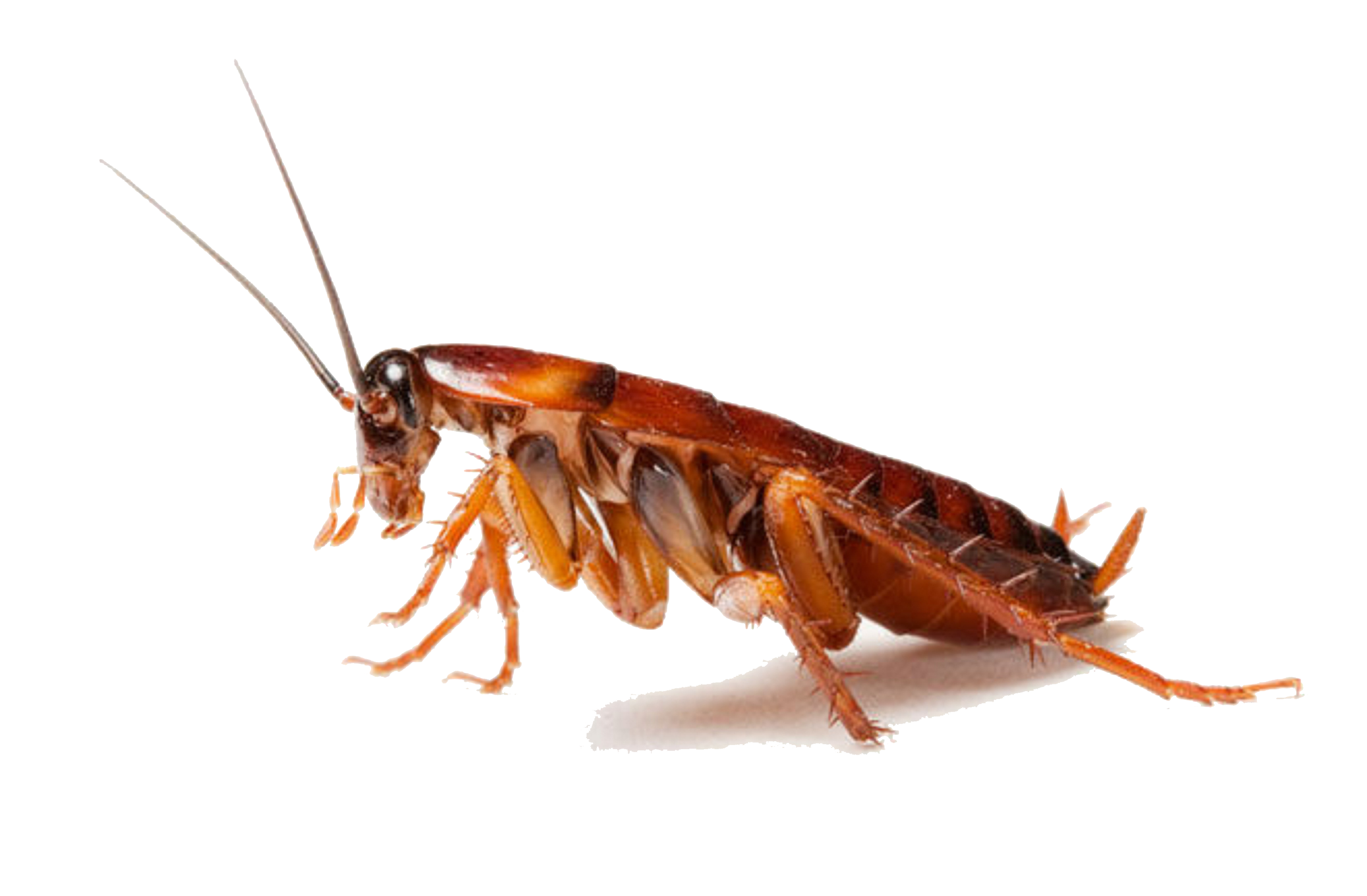 Download PNG image - Cockroach PNG Clipart 