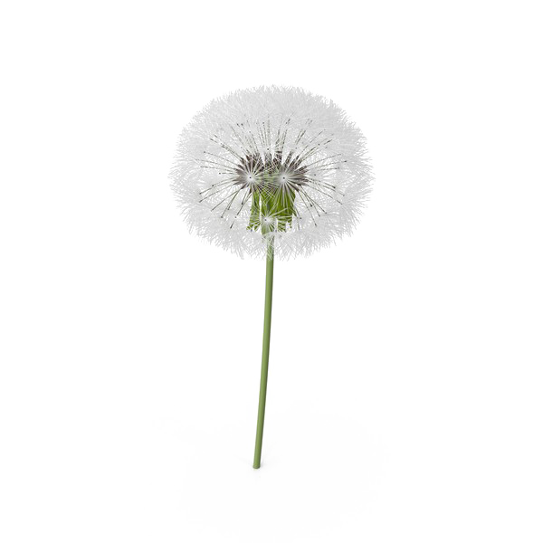 Download PNG image - Colored Dandelion PNG Transparent Image 