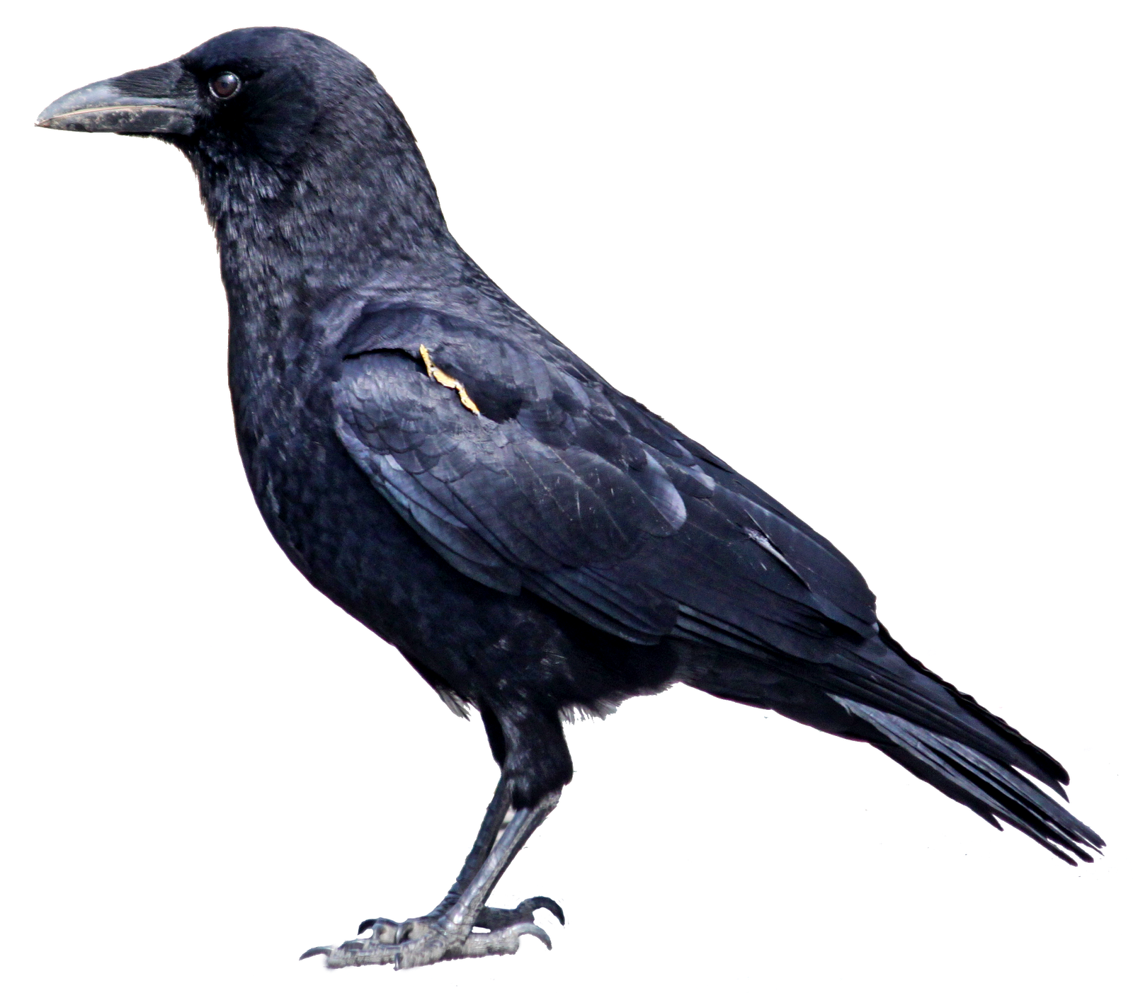 Download PNG image - Common Raven PNG Clipart 