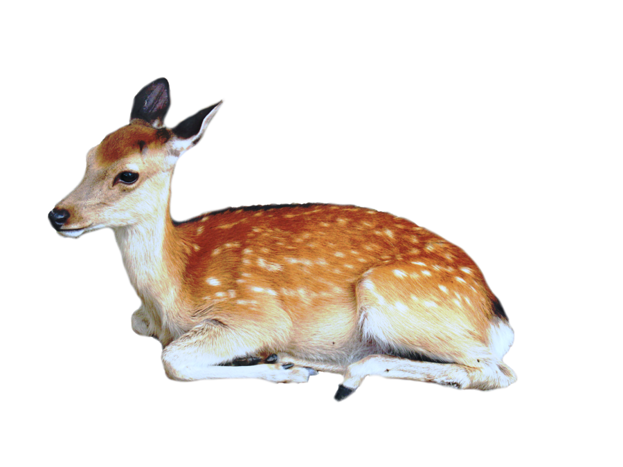 Download PNG image - Cute Transparent Deer PNG 