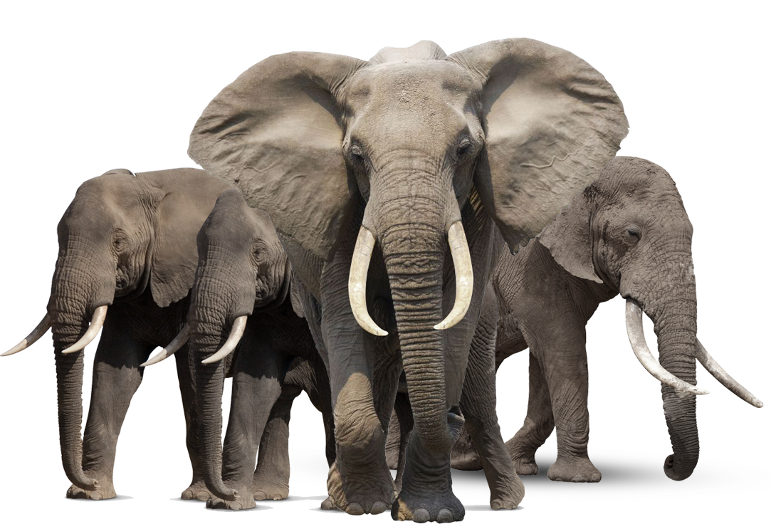 Download PNG image - Elephant PNG HD 