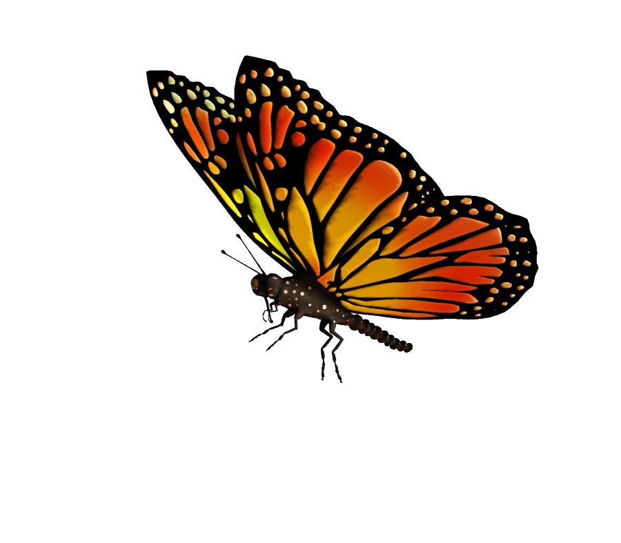 Download PNG image - Flying Butterflies Transparent PNG 