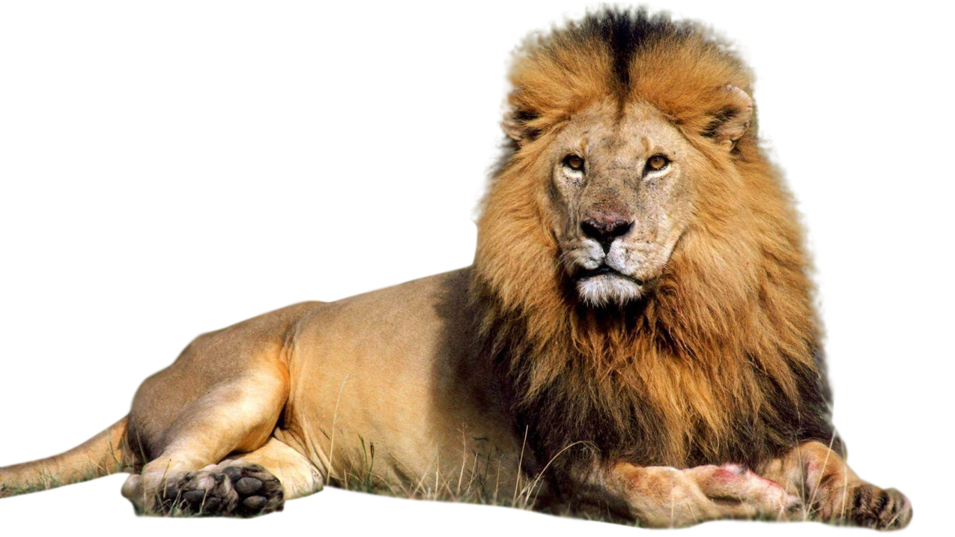 Download PNG image - Lioness Roar PNG Image 
