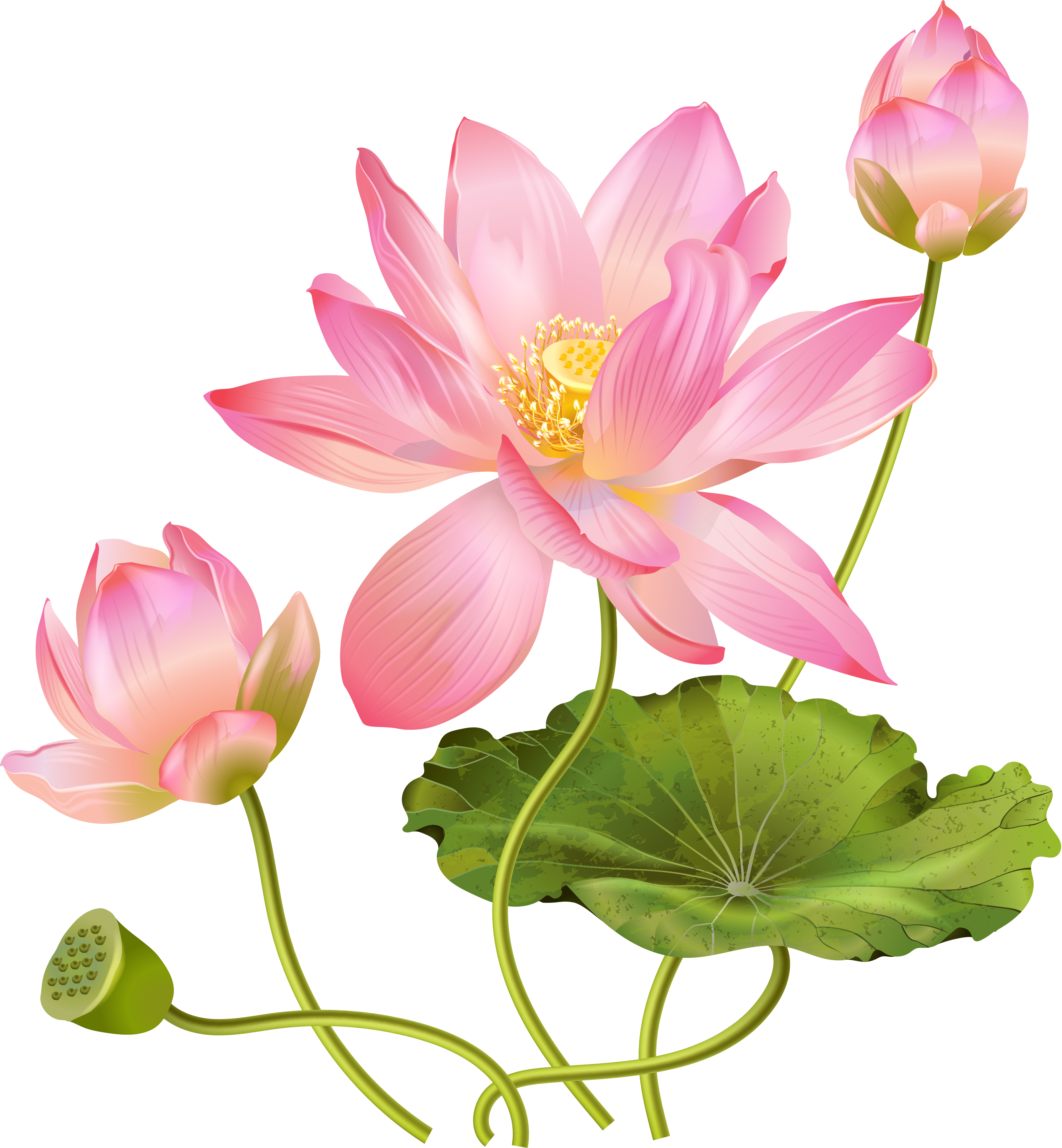 Download PNG image - Pink Lotus Flower PNG Clipart 