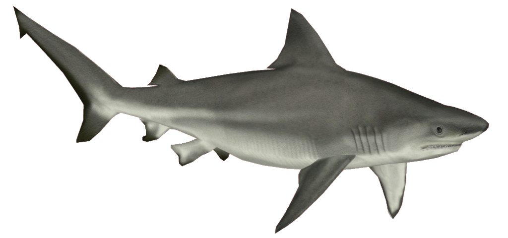 Download PNG image - Real Shark PNG Pic 