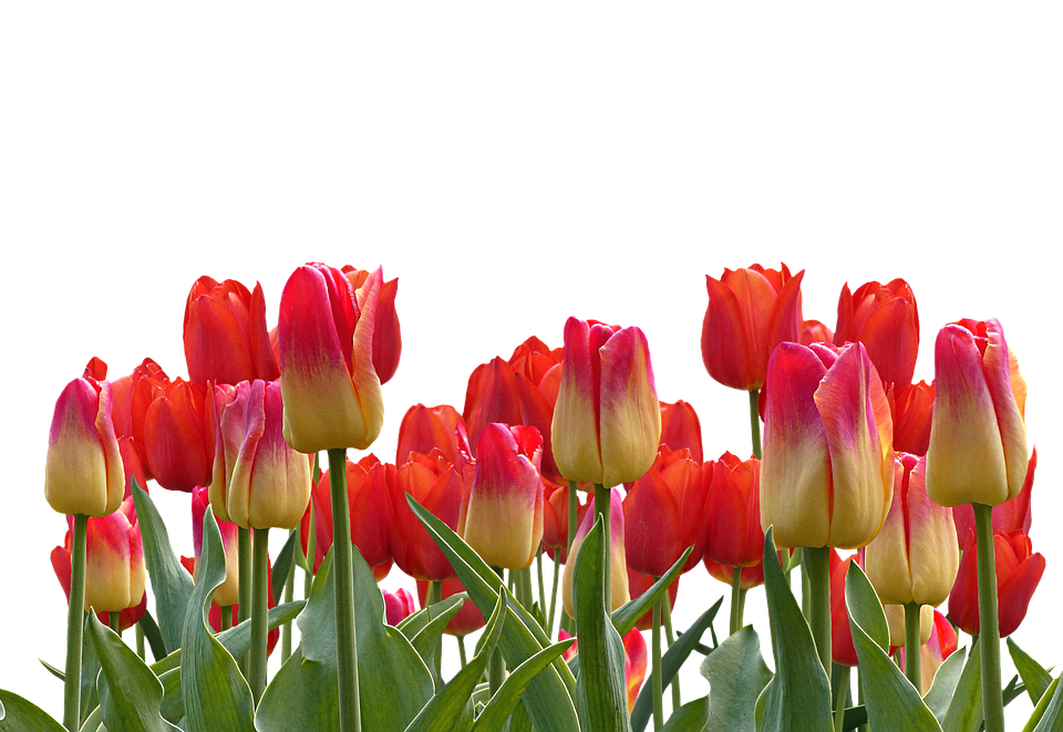 Download PNG image - Red Tulip Bouquet PNG Transparent Image 