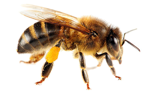 Download PNG image - Yellow Honey Bee Vector PNG HD 