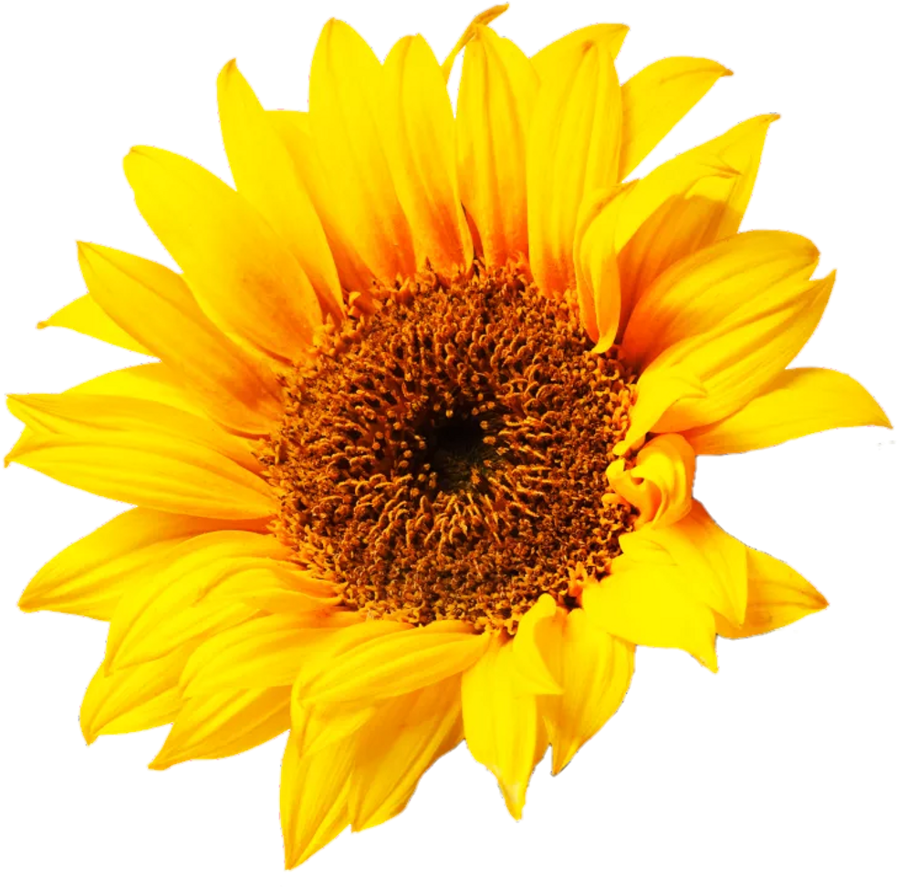Download PNG image - Aesthetic Sunflower PNG Clipart 