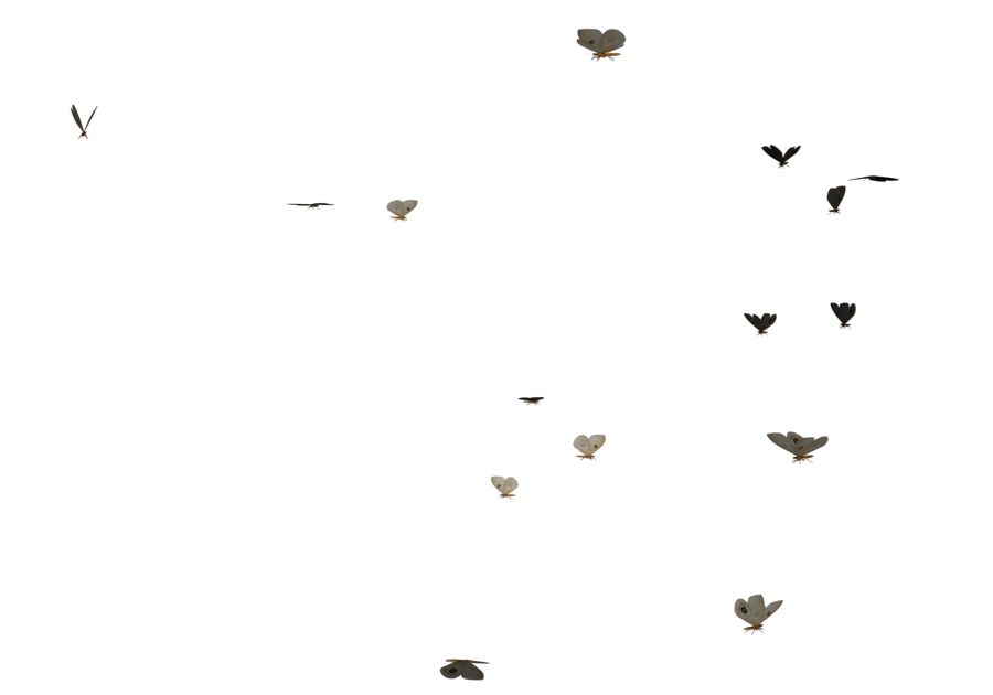 Download PNG image - Butterflies Swarm 
