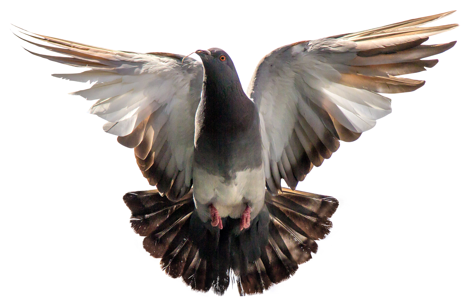 Download PNG image - Pigeon Download PNG Image 