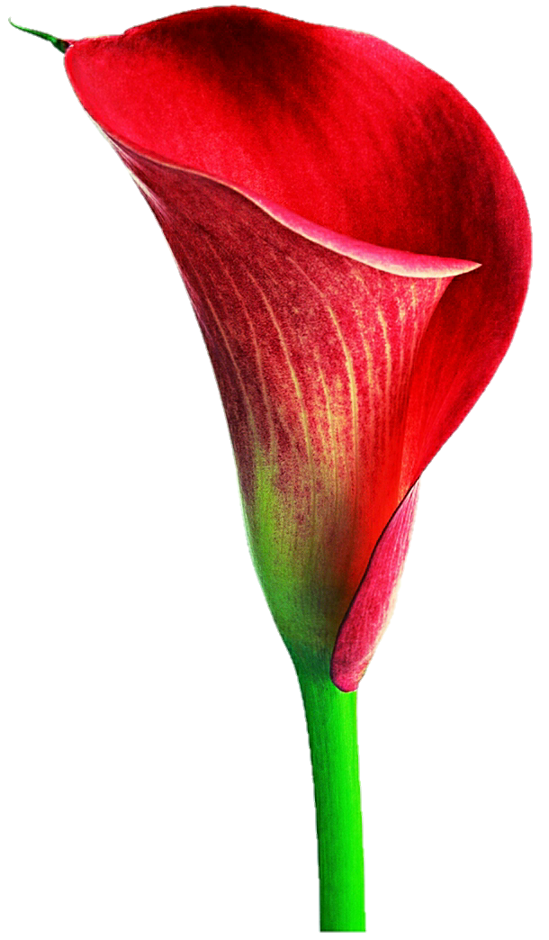 Download PNG image - Red Calla Lily PNG Transparent Image 