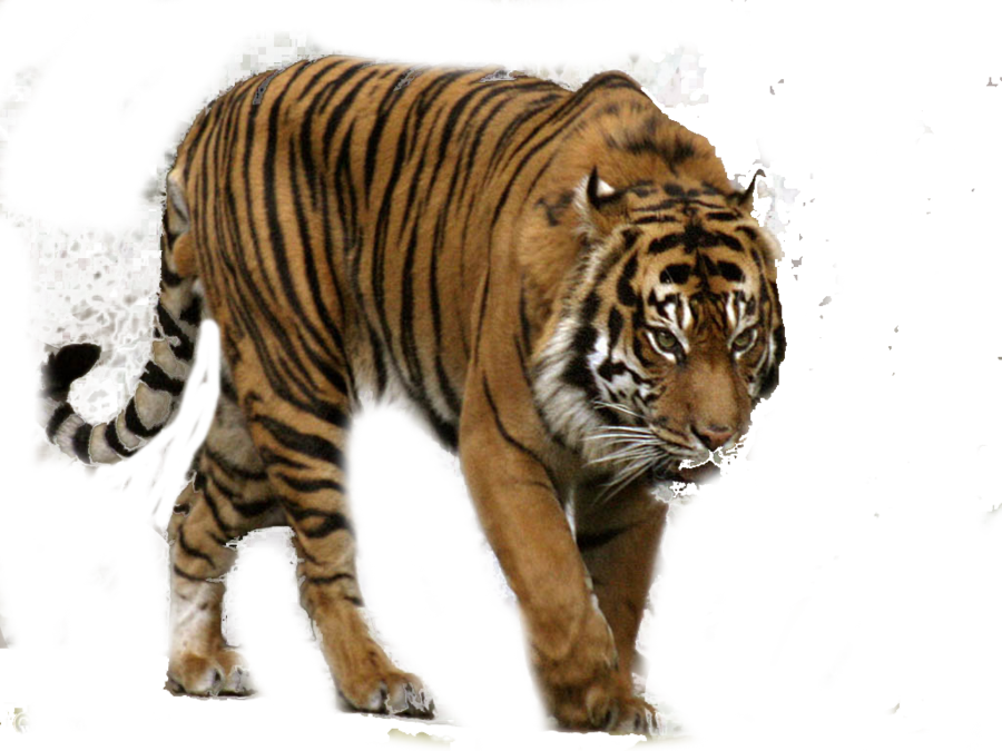 Download PNG image - Tiger PNG Isolated Picture 